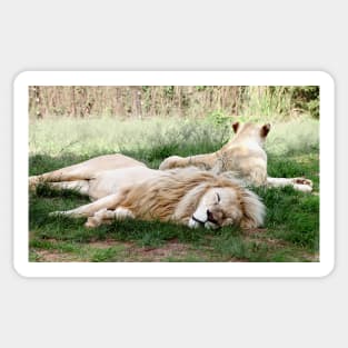 Pair of White Lions Sticker